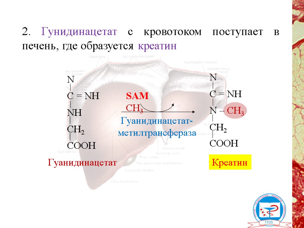 Схема приема креатина моногидрата